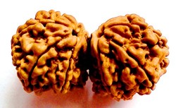 Manufacturers Exporters and Wholesale Suppliers of Gaurishankar Rudraksha Delhi Delhi